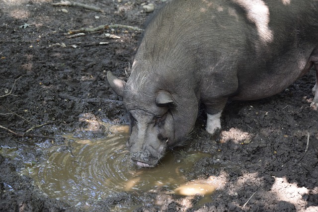 自2007年2月以来，PSV埃因霍温首次赢得欧冠淘汰赛.